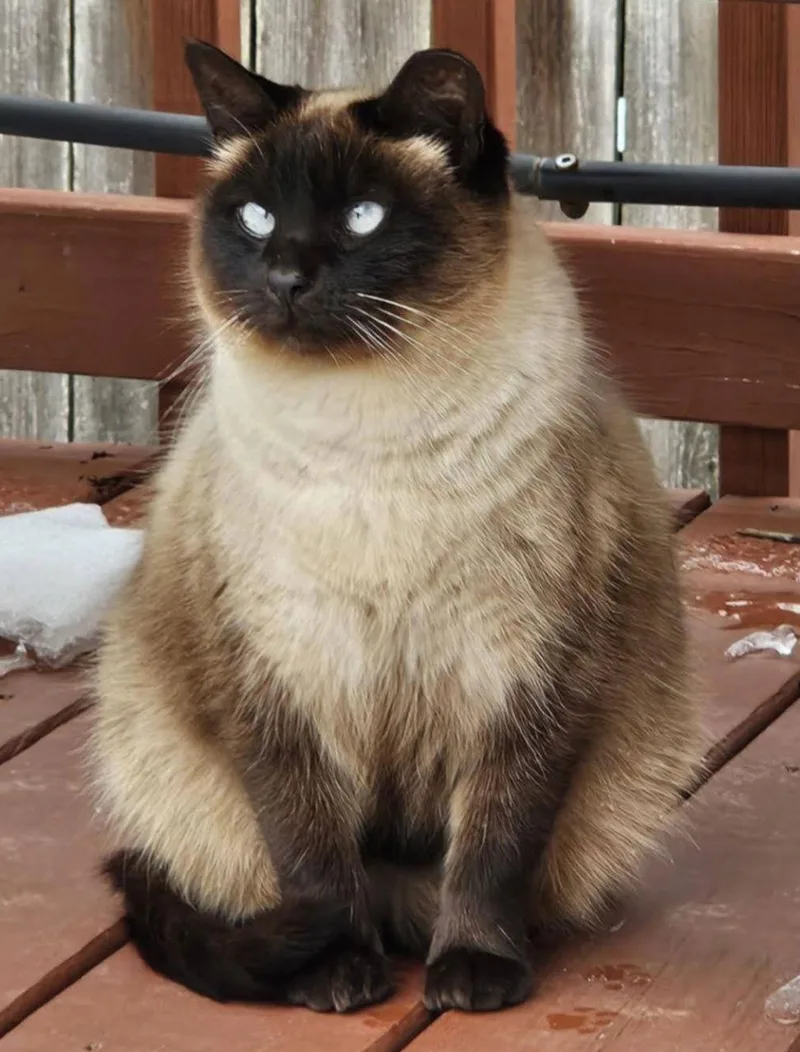 Sweet Pea thumbnail 2