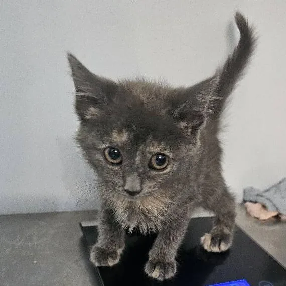 Pistachio thumbnail 3