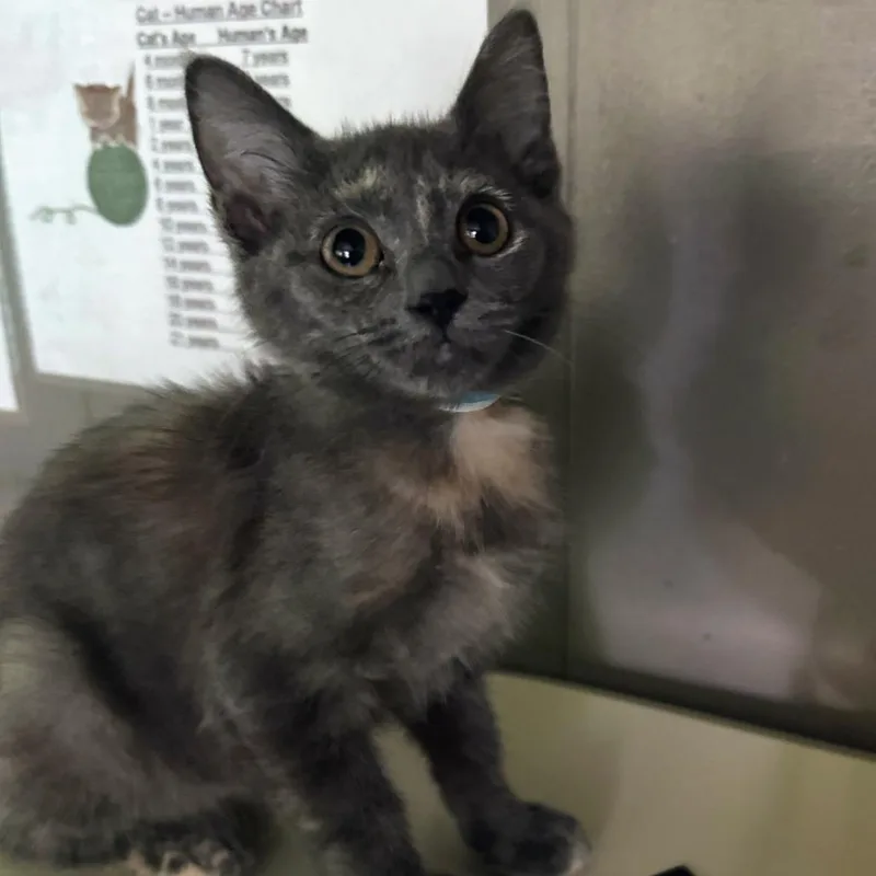 Pistachio thumbnail 4