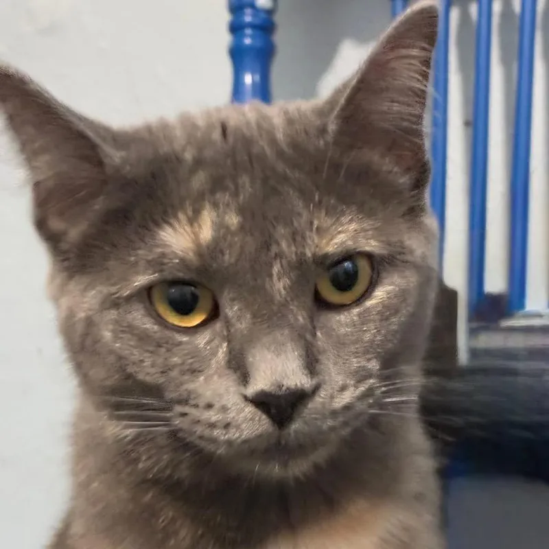 Pistachio thumbnail 5