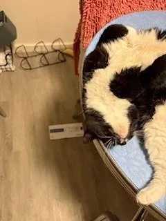 Cabernet thumbnail 3