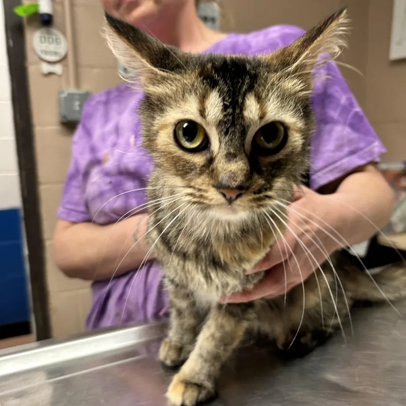 Pippy Longstocking thumbnail 3