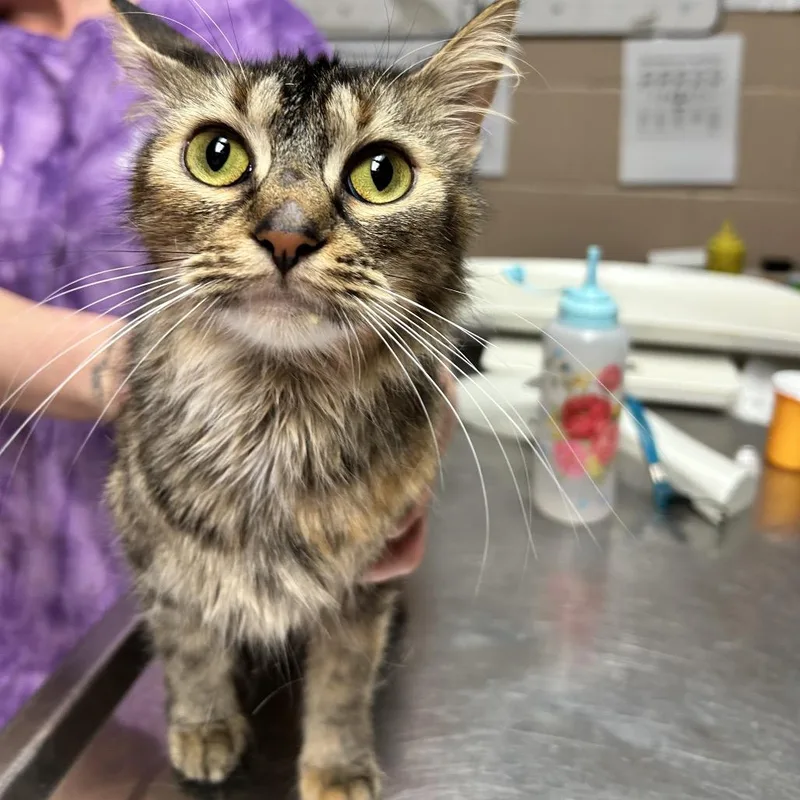 Pippy Longstocking thumbnail 4