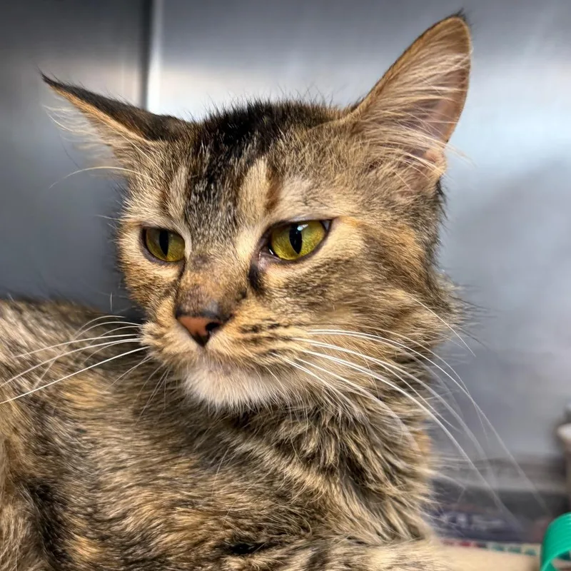 Pippy Longstocking thumbnail 5