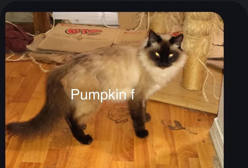 Pumpkin thumbnail 2