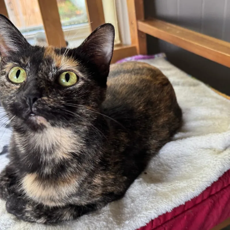 Potpourri thumbnail 2