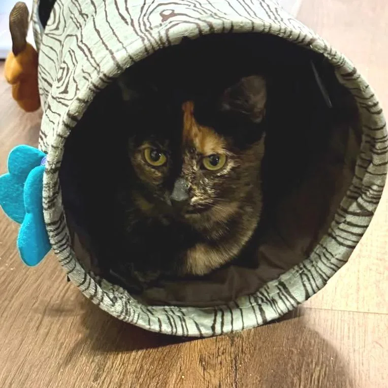 Potpourri thumbnail 3