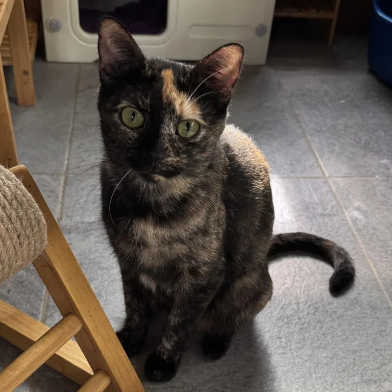 Potpourri thumbnail 4