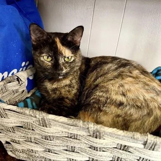 Potpourri thumbnail 5