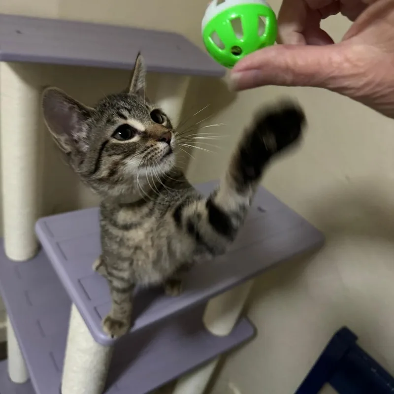 Sandlewood thumbnail 2