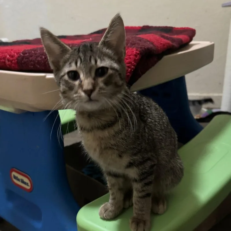 Sandlewood thumbnail 3