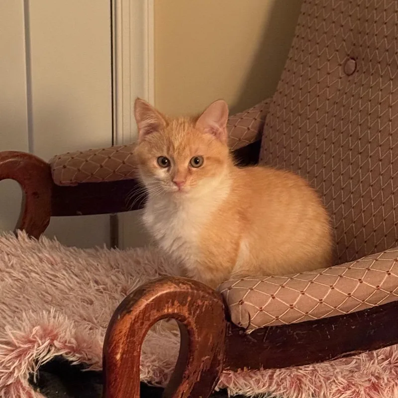 Ice Spirit thumbnail 2