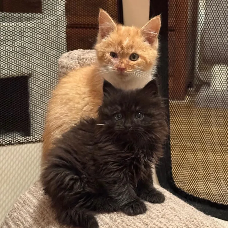 Ice Spirit thumbnail 3