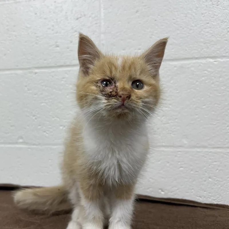 Ice Spirit thumbnail 4