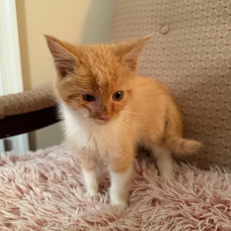 Ice Spirit thumbnail 5