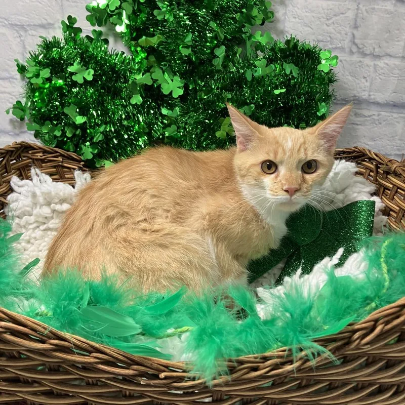 Ice Spirit thumbnail 6