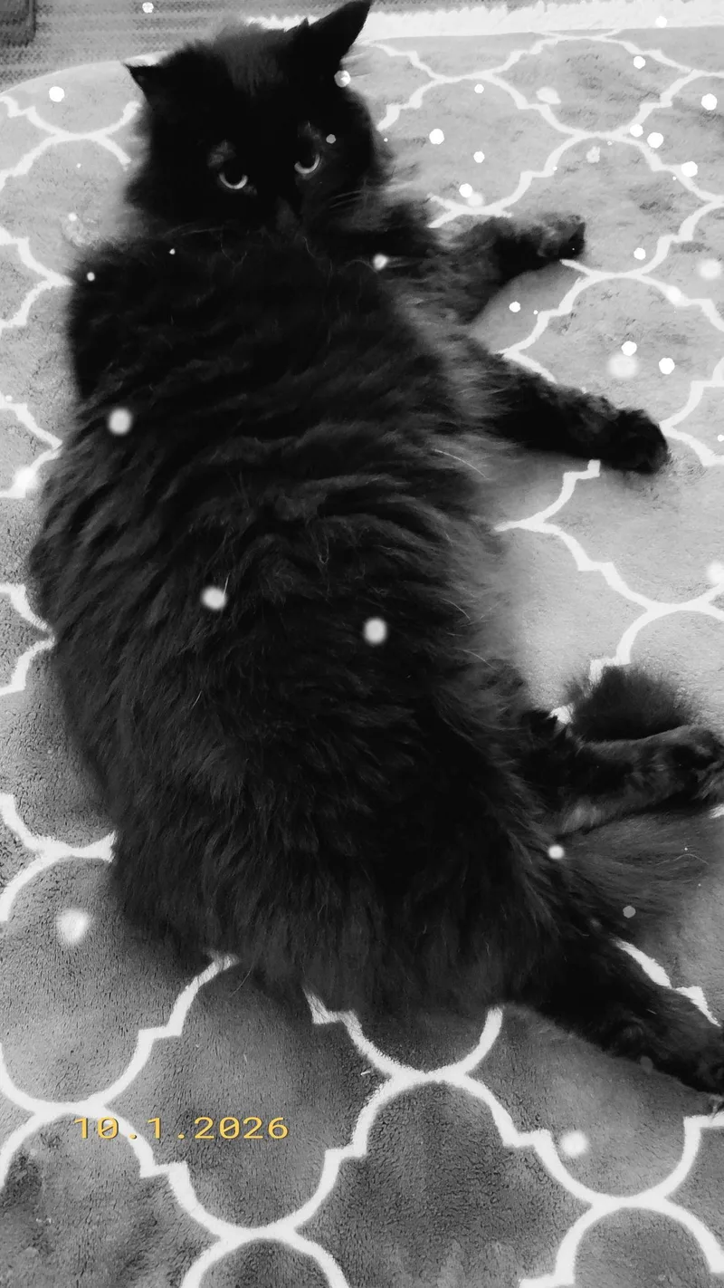 Miss Flufffy Britches 