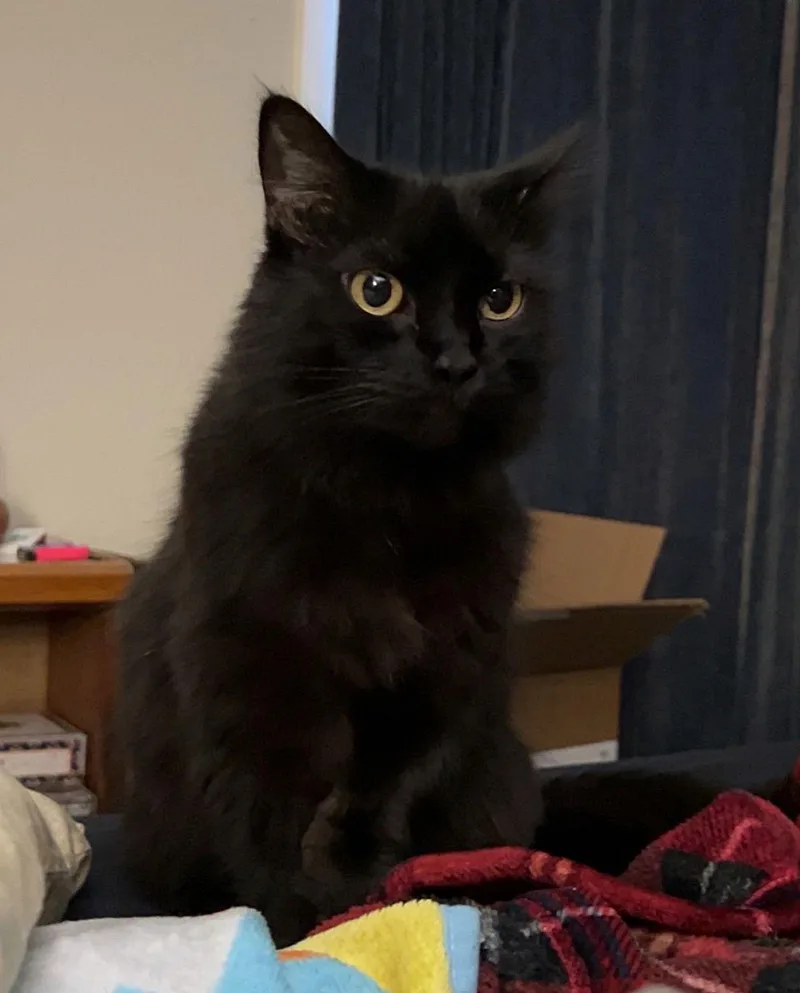 Delilah   Offered thumbnail 2