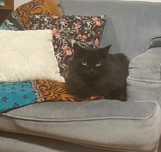 Delilah   Offered thumbnail 3