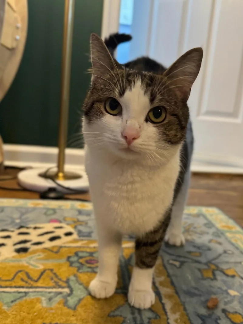 Cocomelon thumbnail 2