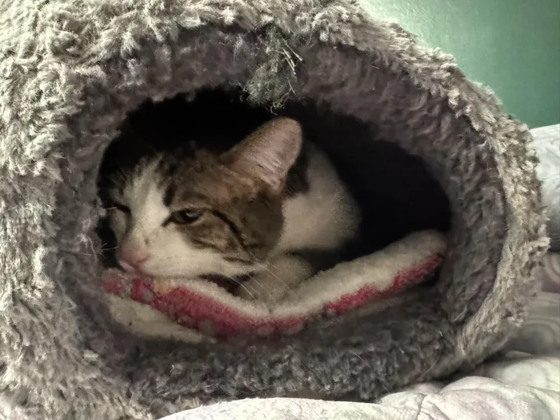 Cocomelon thumbnail 3