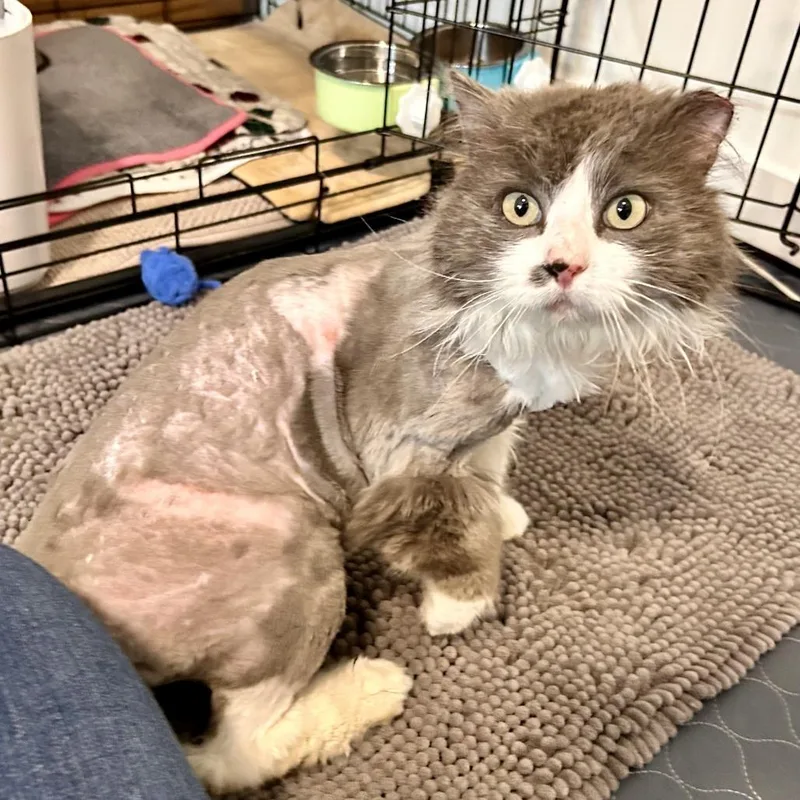 Bruno Rasmussen thumbnail 2