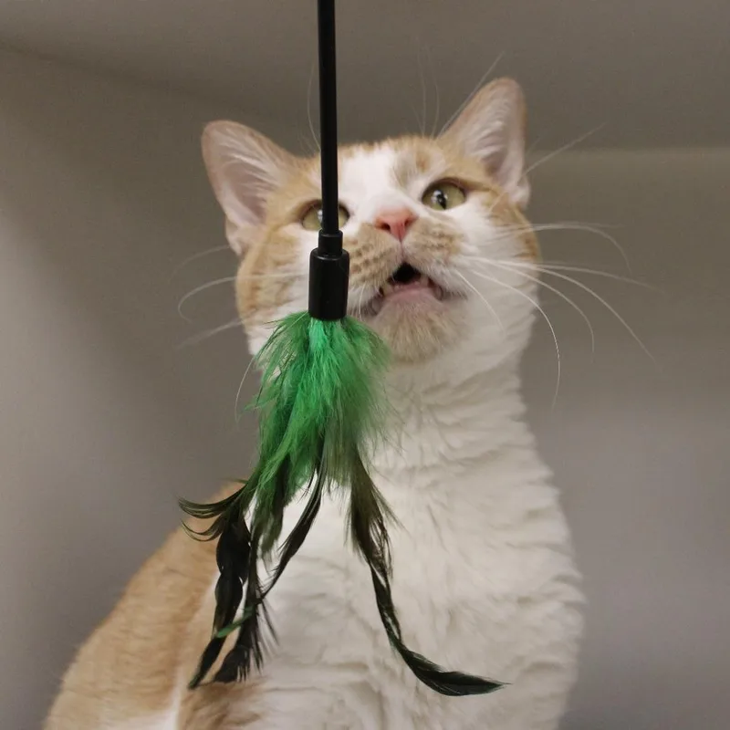 Schnitzel thumbnail 4