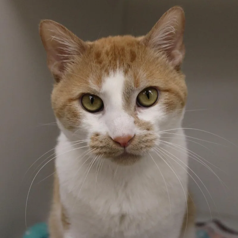 Schnitzel thumbnail 5