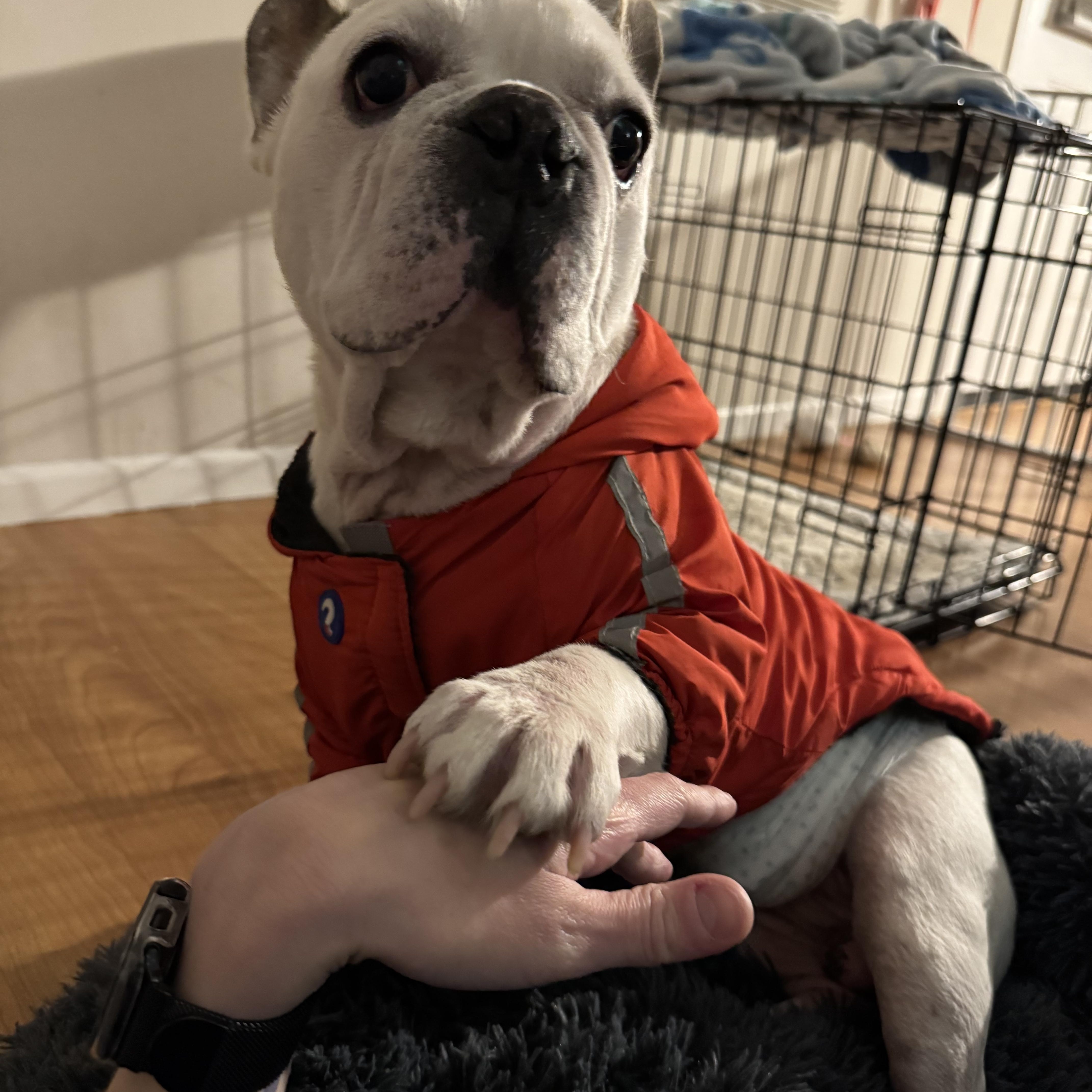 Sir Angelo thumbnail 2