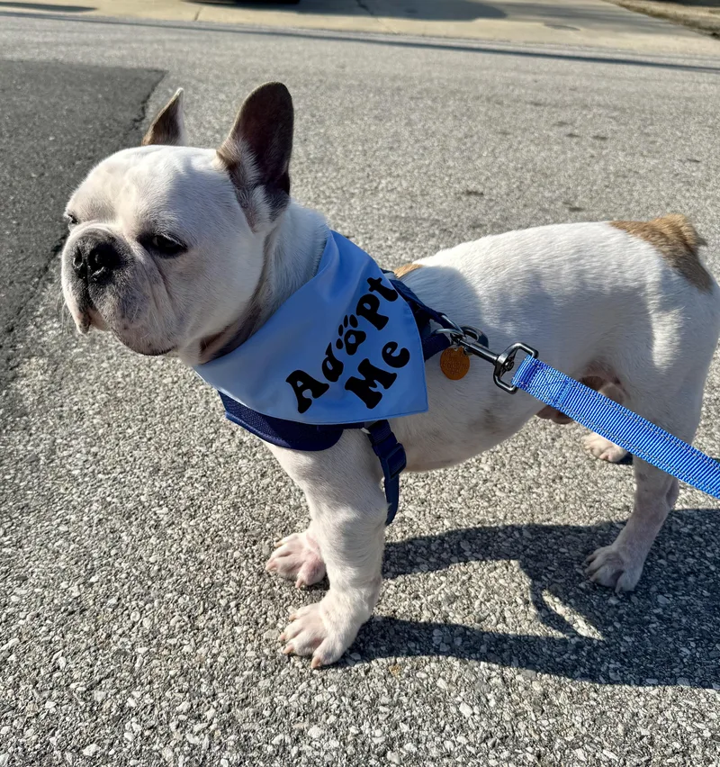 Sir Angelo thumbnail 3