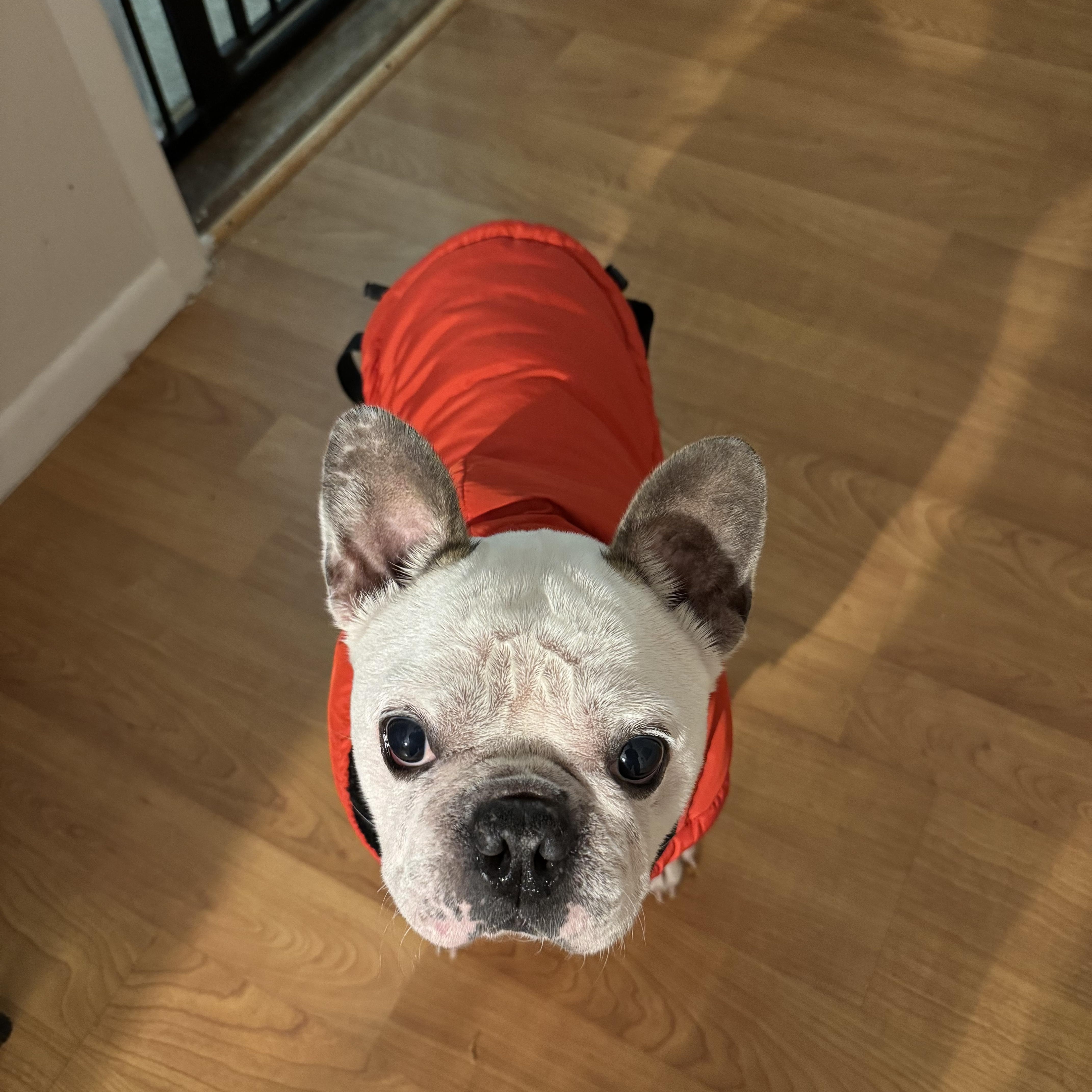 Sir Angelo thumbnail 4