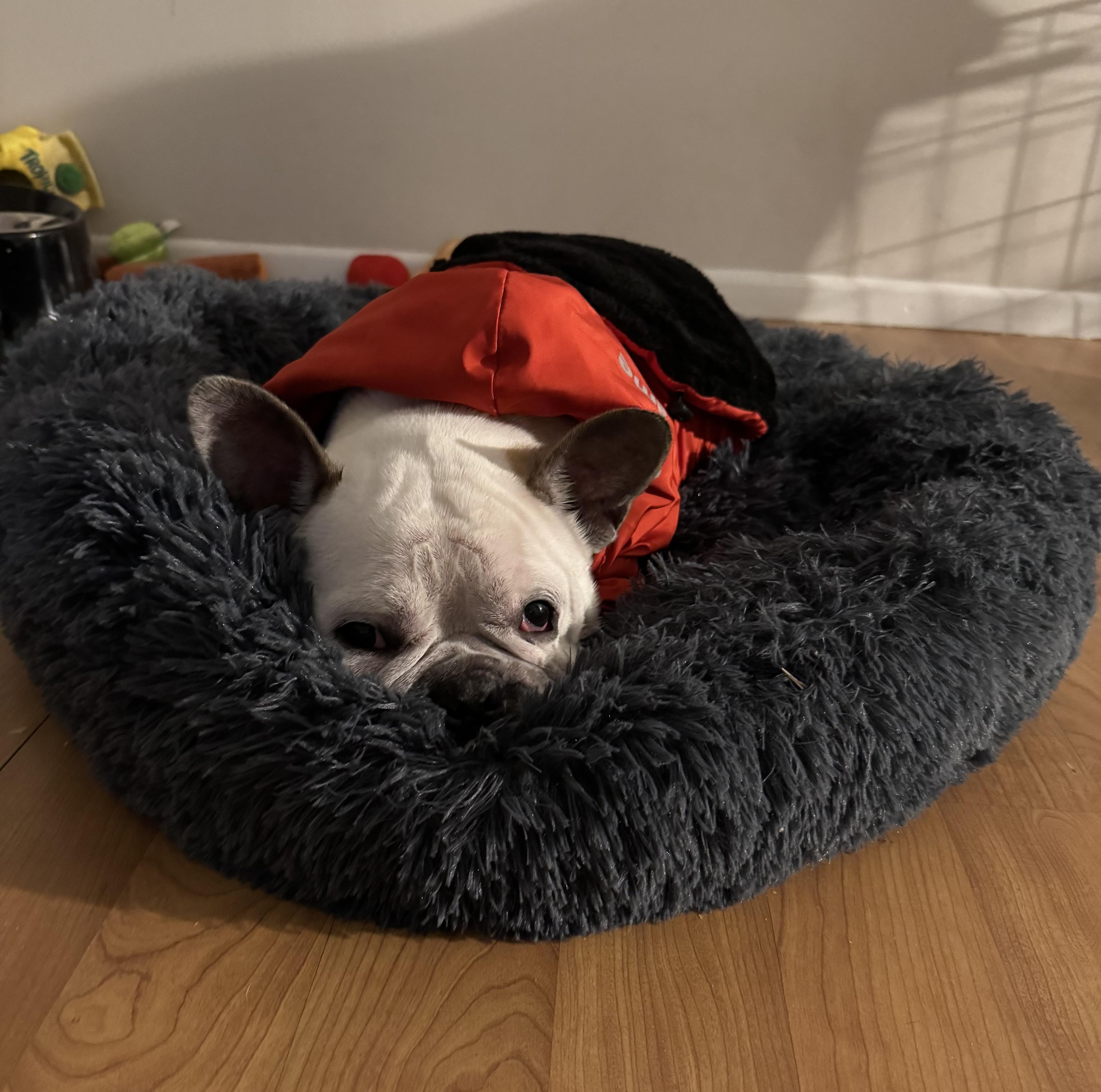 Sir Angelo thumbnail 5