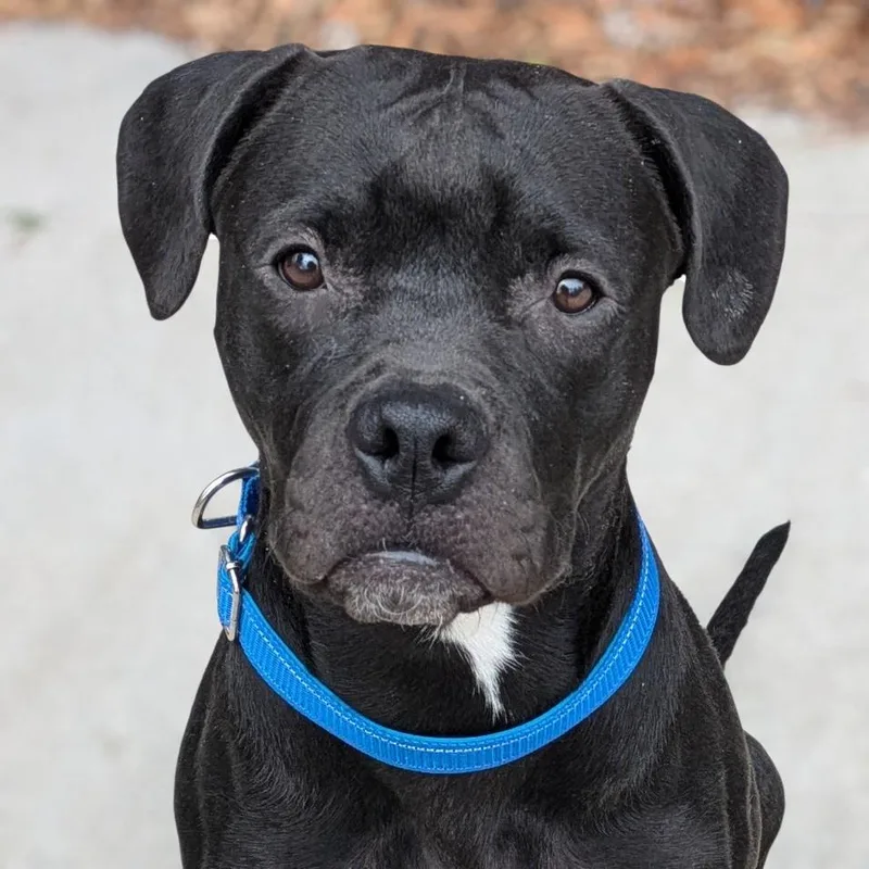 Isabelle thumbnail 2