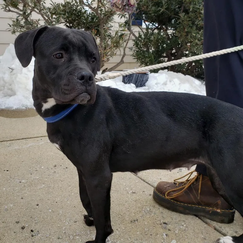 Isabelle thumbnail 3