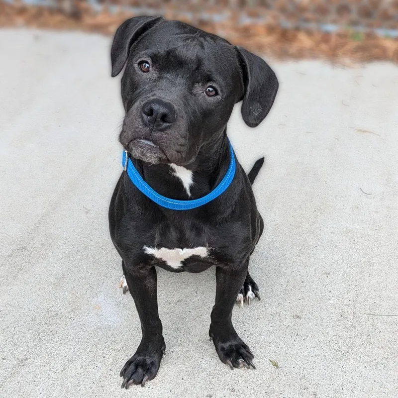 Isabelle thumbnail 4