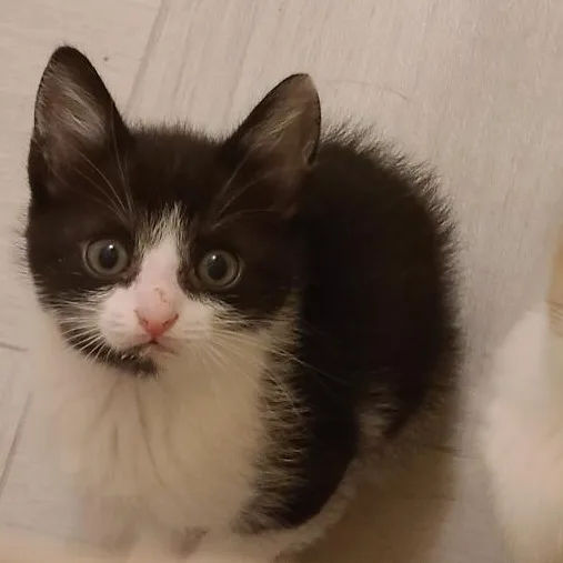 Fortune  Athens  thumbnail 2