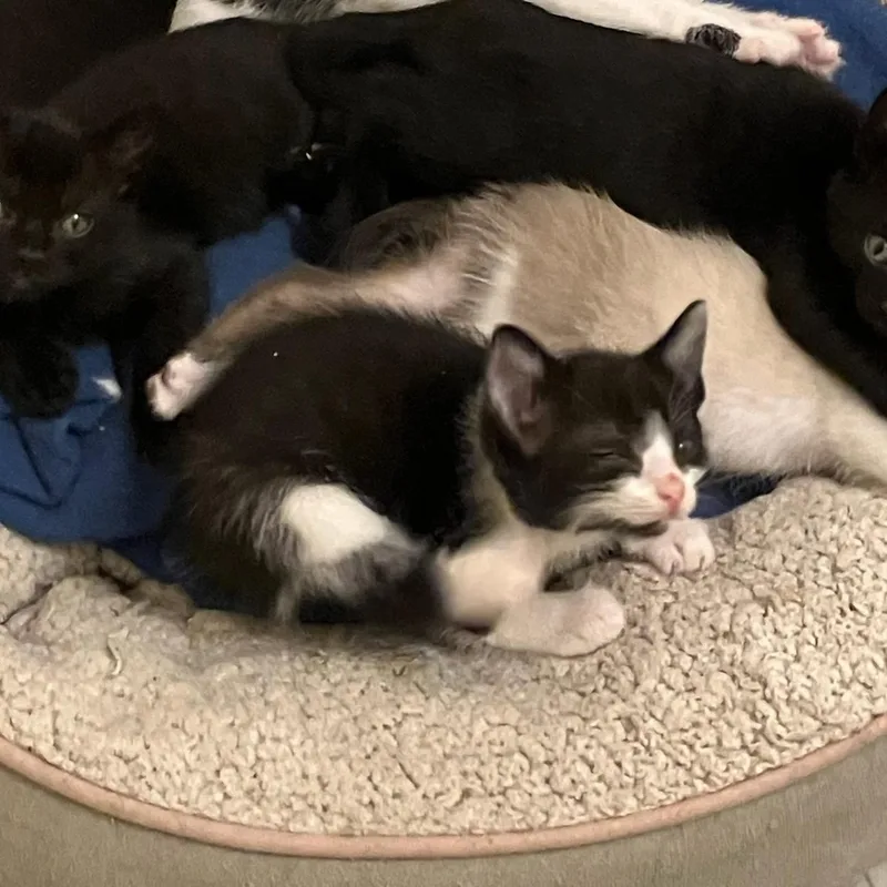 Fortune  Athens  thumbnail 3