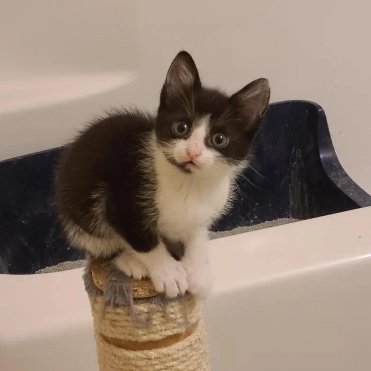 Fortune  Athens  thumbnail 4