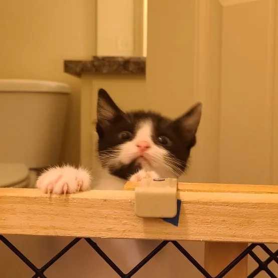 Fortune  Athens  thumbnail 5