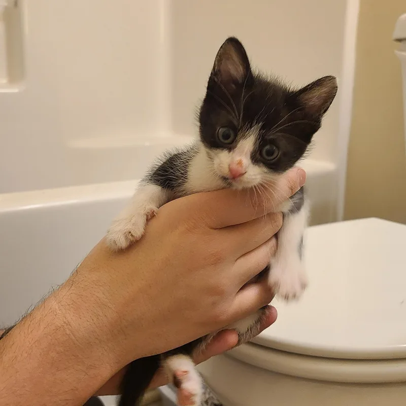 Fortune  Athens  thumbnail 6