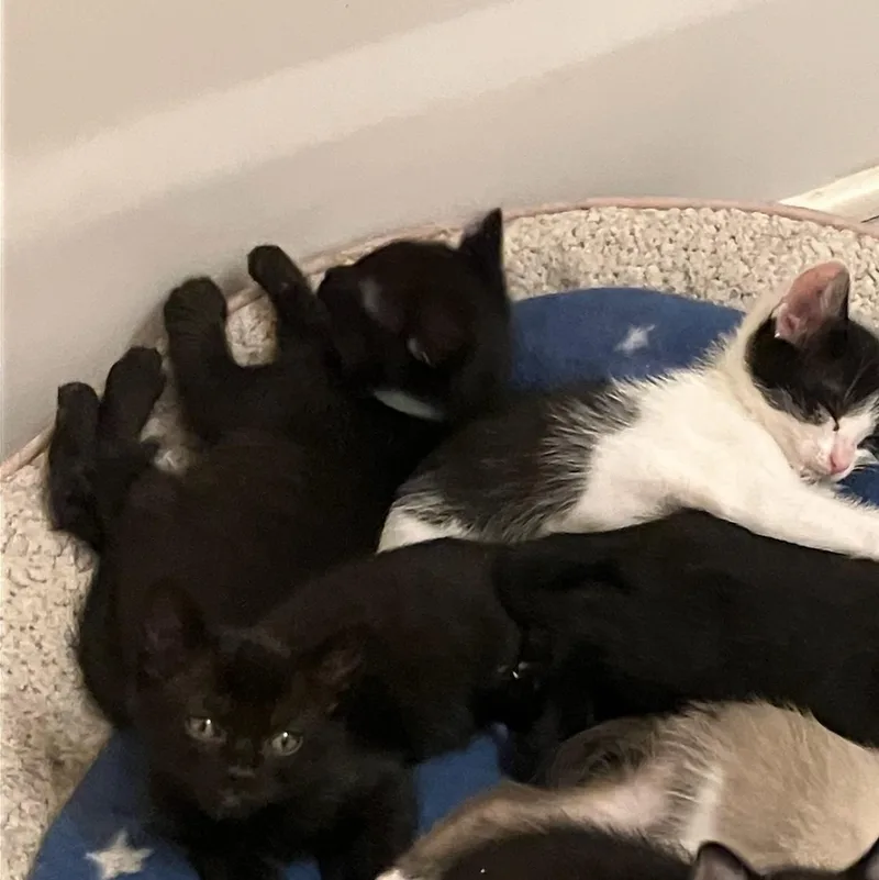 Serendipity  Athens  thumbnail 3