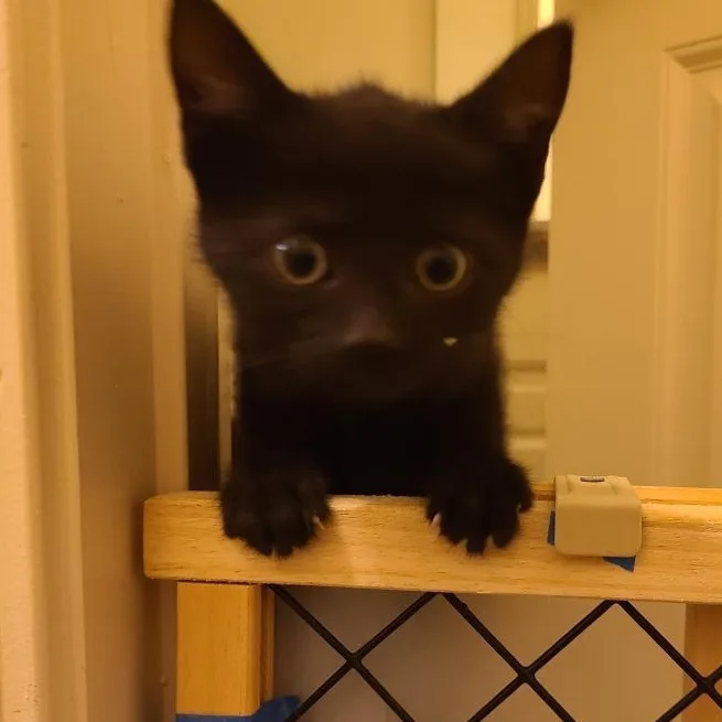 Serendipity  Athens  thumbnail 4