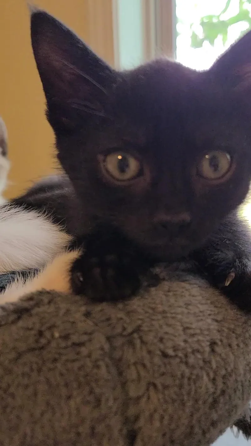 Serendipity  Athens  thumbnail 5