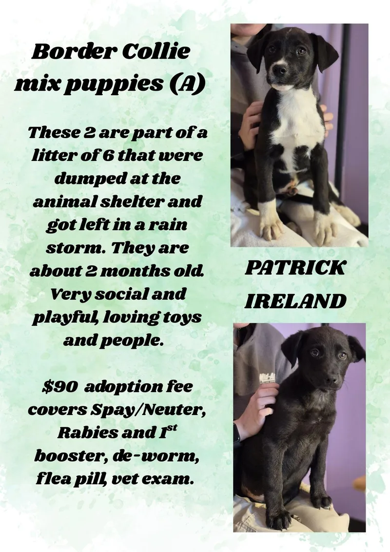 Border Collie Mix Litter thumbnail 2