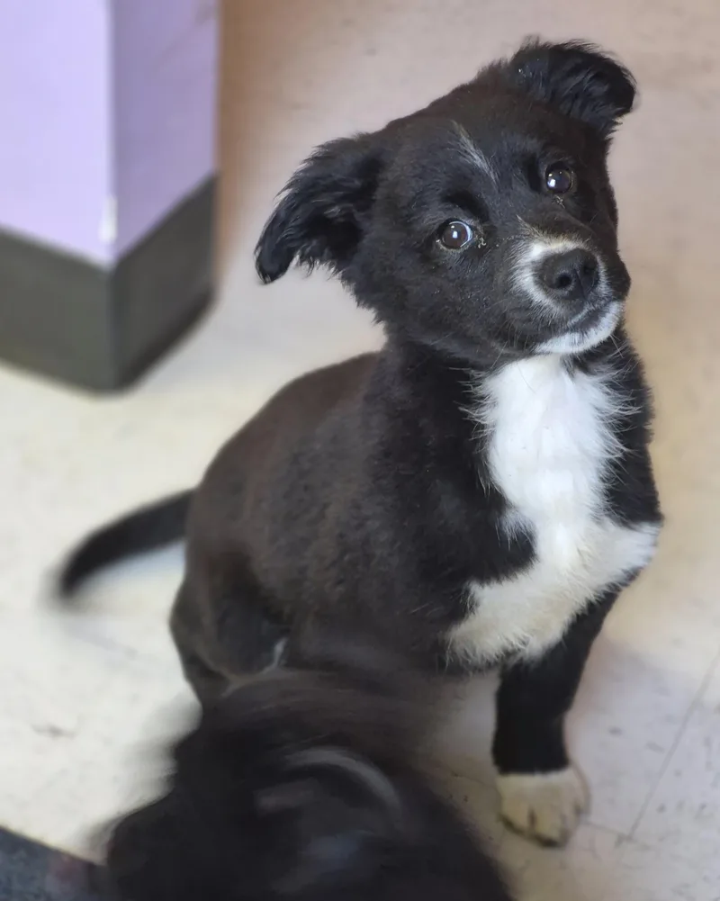 Border Collie Mix Litter thumbnail 3