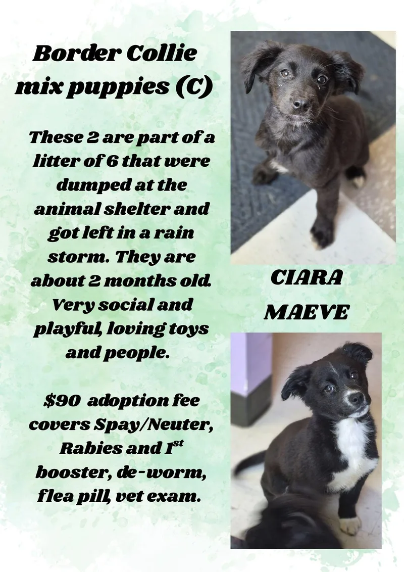Border Collie Mix Litter thumbnail 4