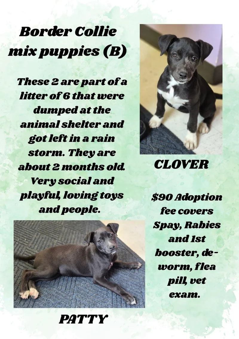 Border Collie Mix Litter