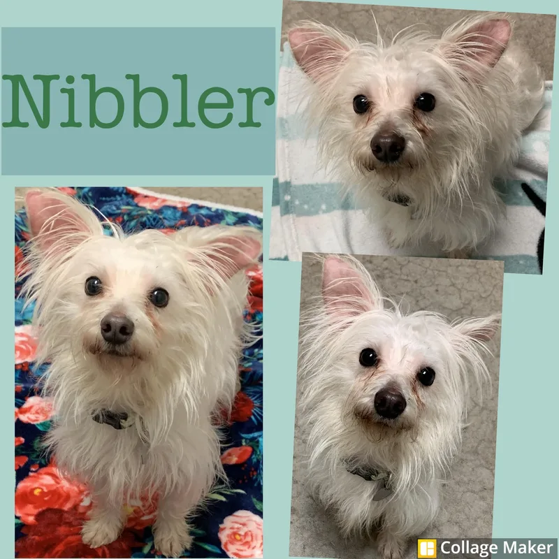 Nibbler