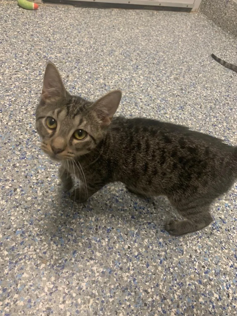 Dionysus thumbnail 2