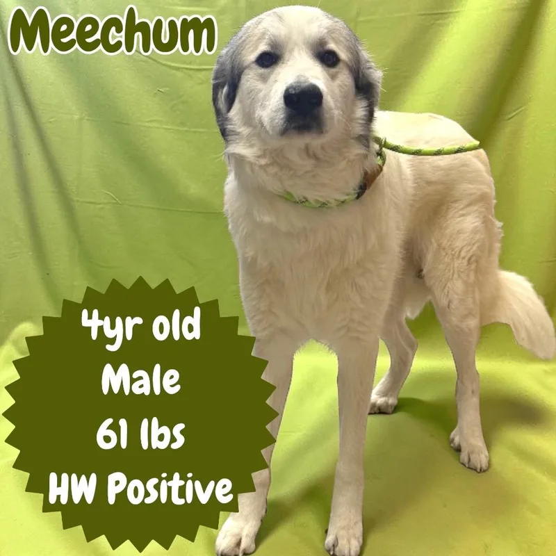 Meechum